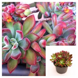 Echeveria Pulvinata 4Inches Red Tip Fuzzy Ruby Slippers Plush Live Plant Succulents Plant Ht7